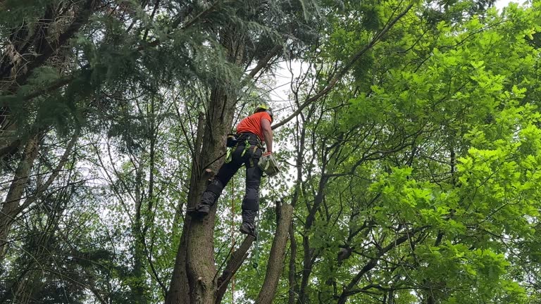 Reliable Bala Cynwyd, PA Tree Services Solutions